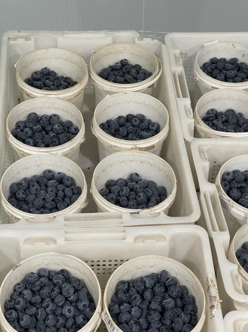 云南瑞卡精品蓝莓大量上市品质保障量大从优