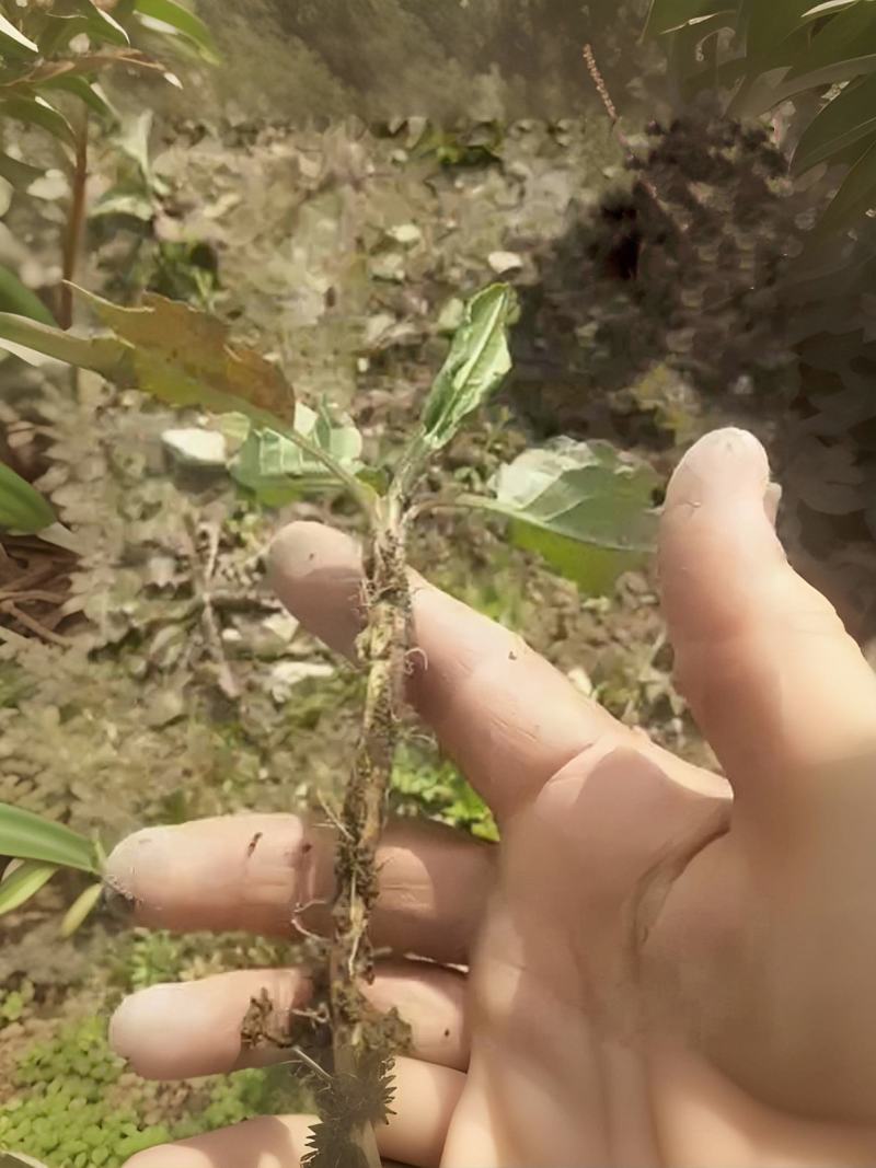 食叶草根苗，完全食品级，确保柏教授研究院引进一代种育根苗