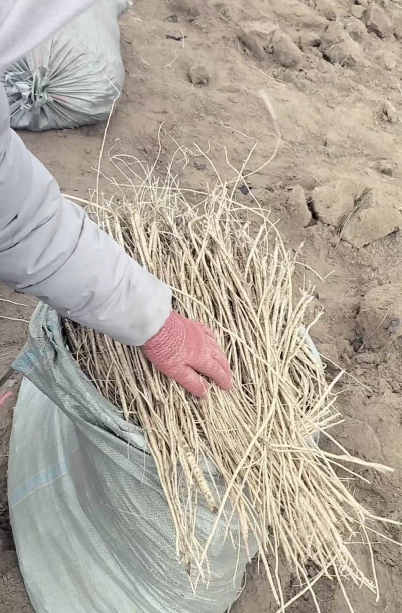 新鲜黄芪苗，滋补养生，健康好味。承诺:无土；易成活；来吧