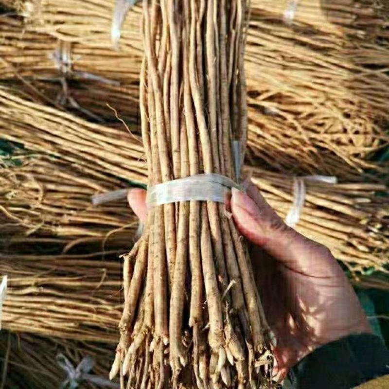 黄芪苗，自家基地种植直发，百亩大基地，欢迎全国批发商联系