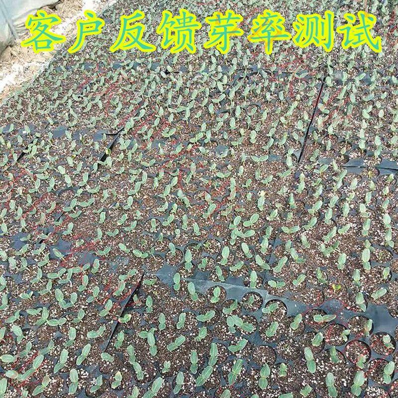 葫芦砧木种子，500克