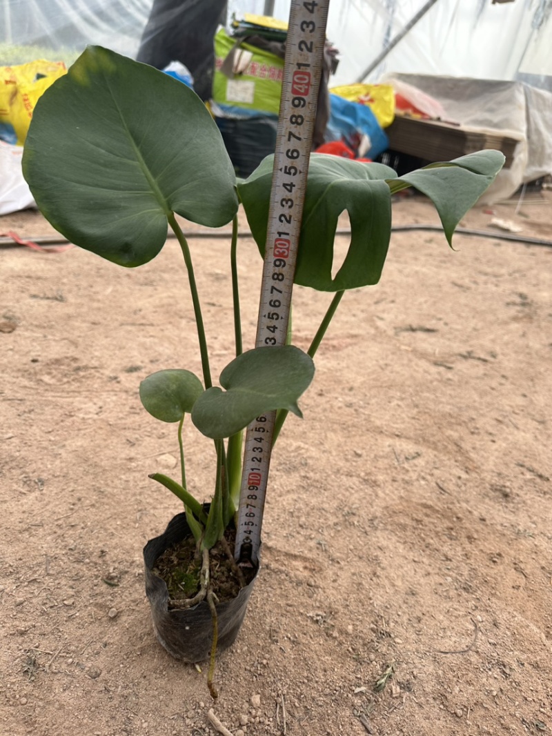 龟背竹，蓬莱蕉，铁丝兰，穿孔喜林宇欢迎私聊库存大量
