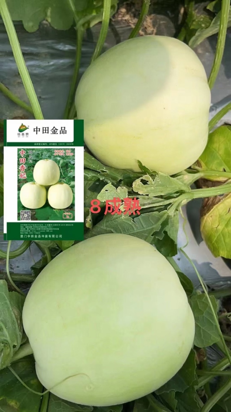 中田金品甜瓜种子，5克