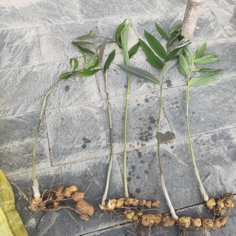 大量出售黄精苗(老虎姜)