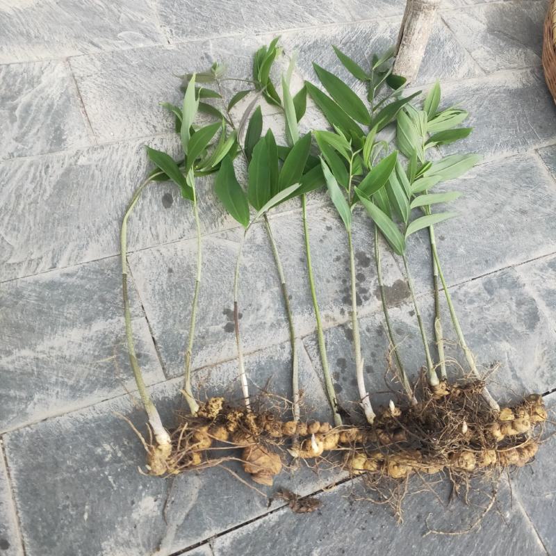大量出售黄精苗(老虎姜)