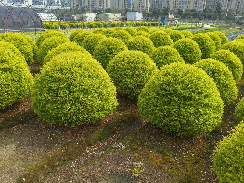 亮晶女贞球冠幅1m、1.2m热销中，品质保证，价格优惠。
