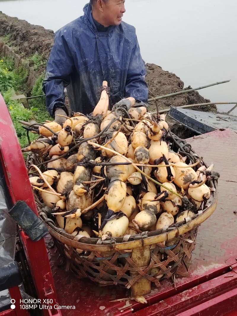 鄂莲6号藕种支持预订头年新塘鄂莲6号量大从优