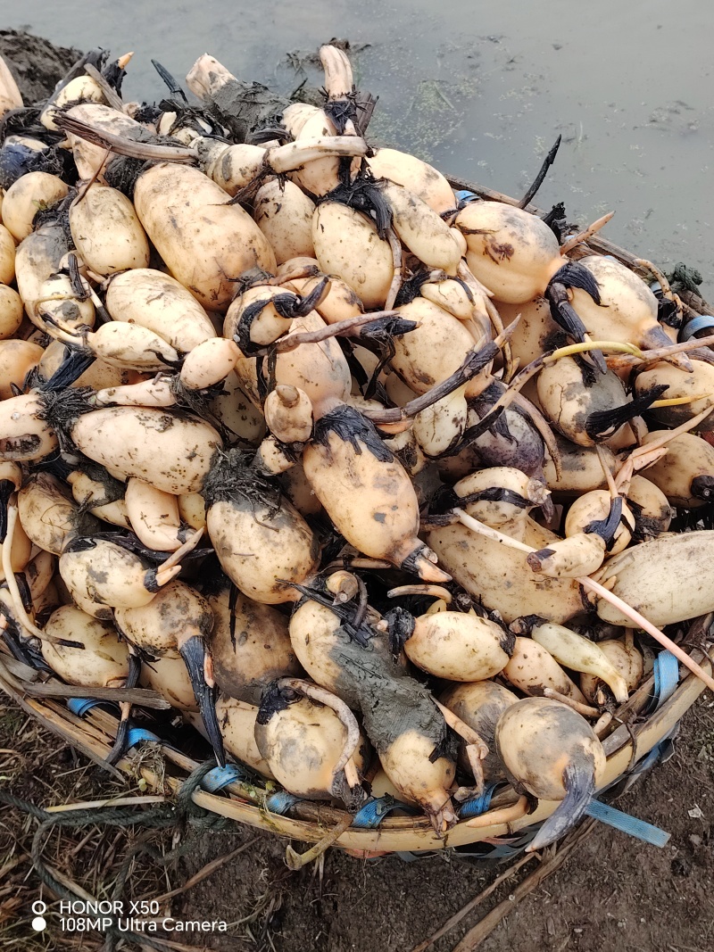 鄂莲6号藕种支持预订头年新塘鄂莲6号量大从优