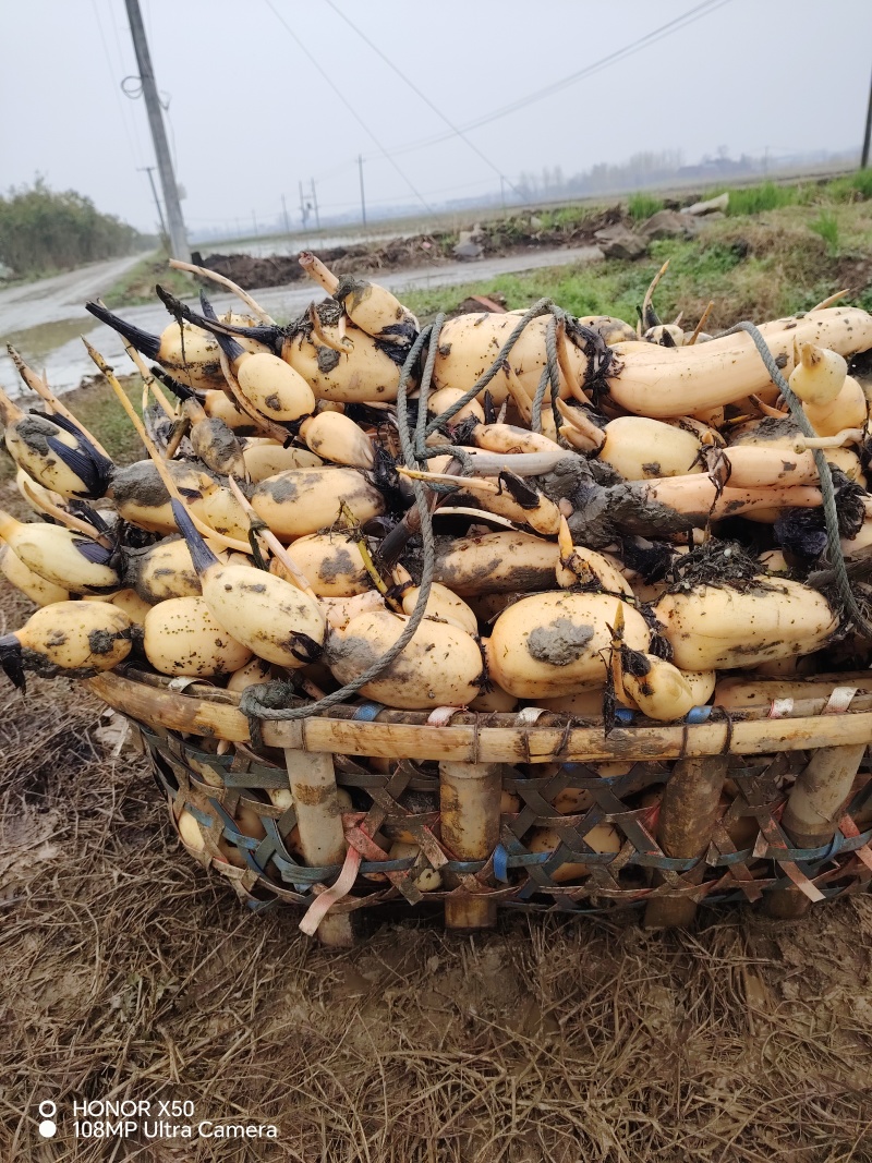 鄂莲6号藕种支持预订头年新塘鄂莲6号量大从优