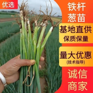 小葱！小葱苗！基地直供，品种齐全，量大从优，物美价廉！