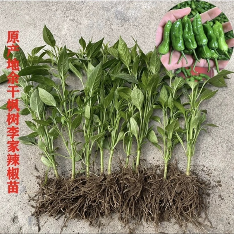 余干辣椒苗余干枫树辣椒苗丰收辣椒苗，根系粗壮发达