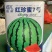 红珍蜜7号西瓜种子，大果单瓜10公斤，糖度13.5