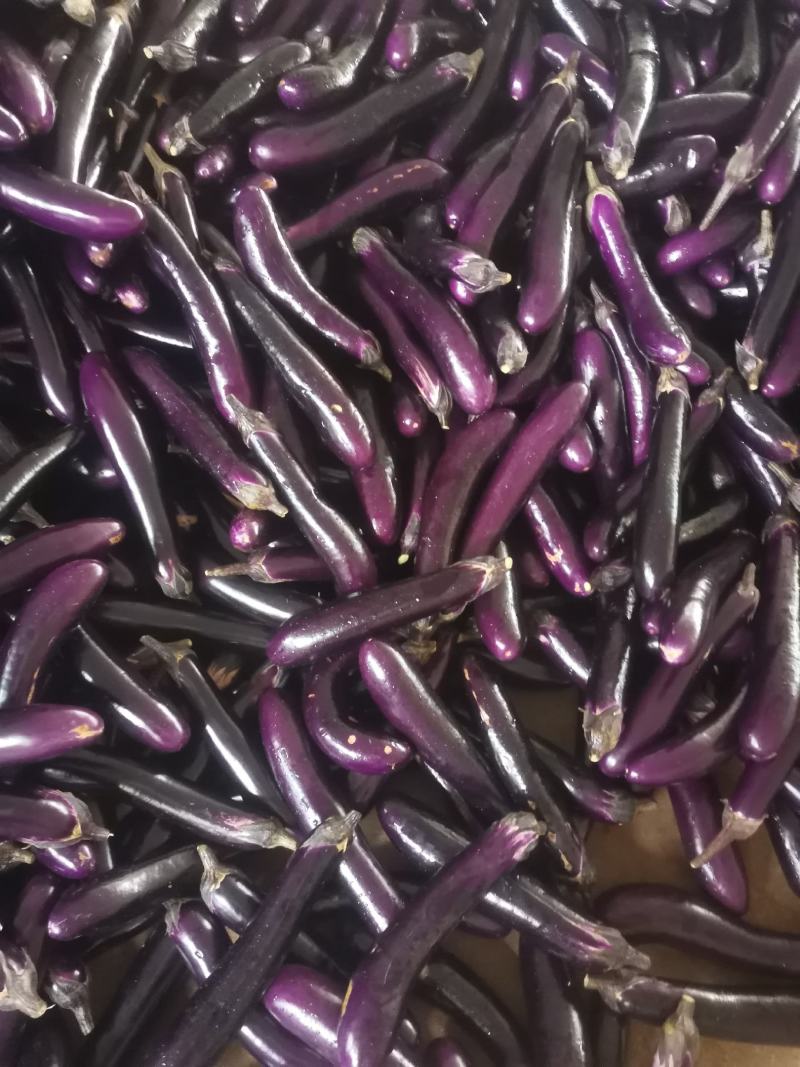 现在有大量茄子上市，店上食堂都可以联系。