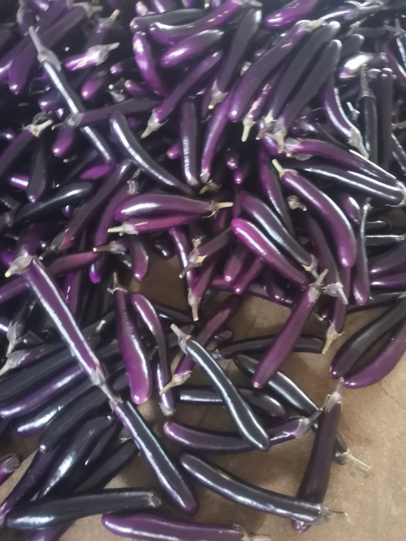 现在有大量茄子上市，店上食堂都可以联系。