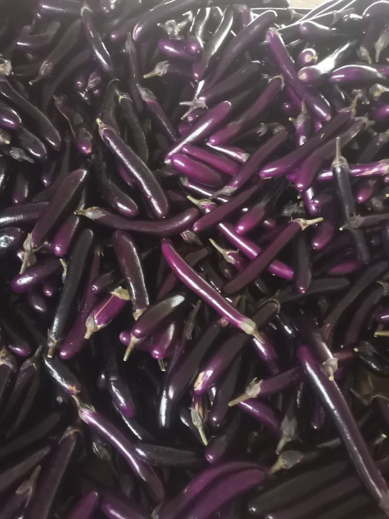 现在有大量茄子上市，店上食堂都可以联系。