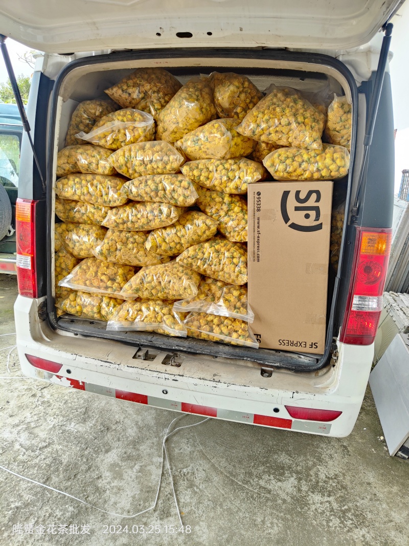 广西防城港金花茶，金花茶基地，广西荒野金花茶，金花茶批发