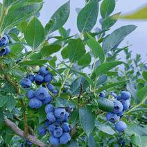 组培蓝莓苗薄雾，，夏南普，蓝丰兔眼品种