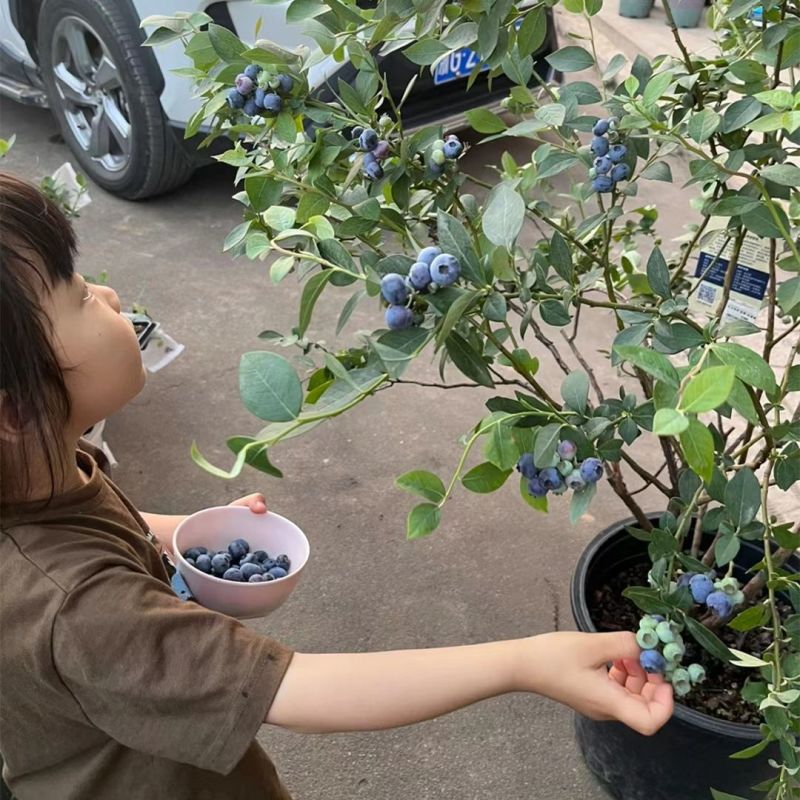 组培蓝莓苗薄雾，，夏南普，蓝丰兔眼品种