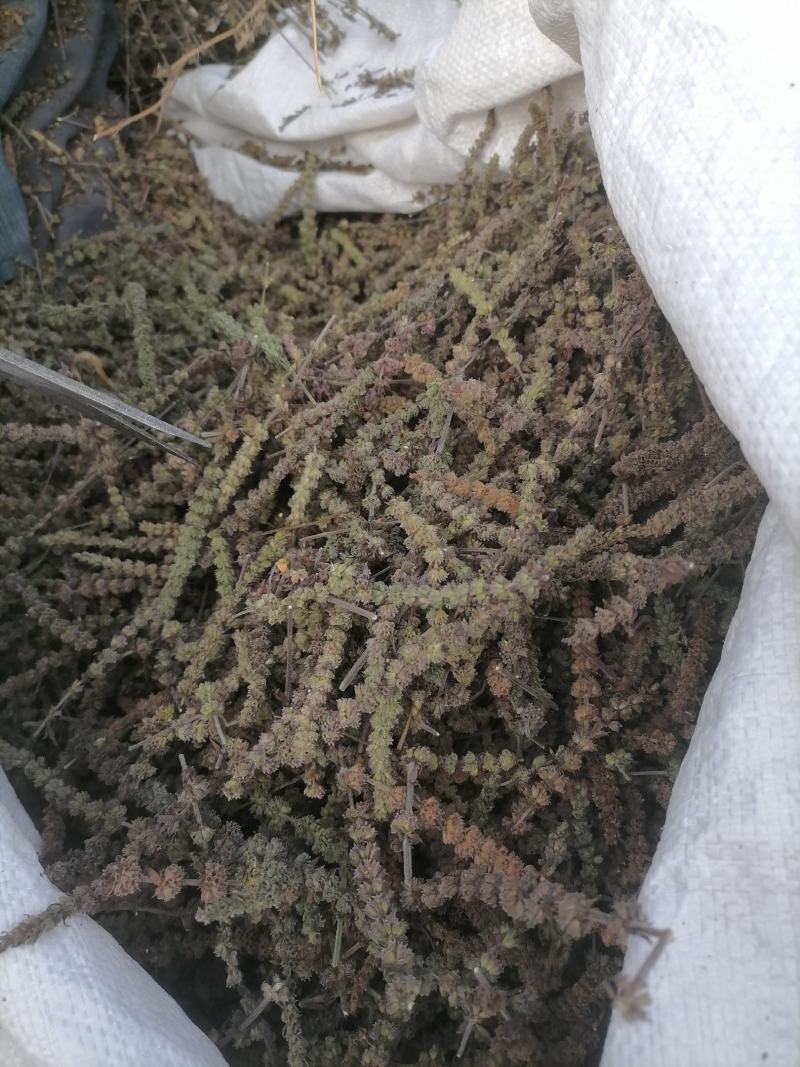荆芥咀荆芥荆芥穗荆芥大全荆芥砠全荆芥荆芥穗