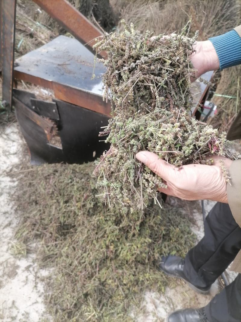 荆芥咀荆芥荆芥穗荆芥大全荆芥砠全荆芥荆芥穗