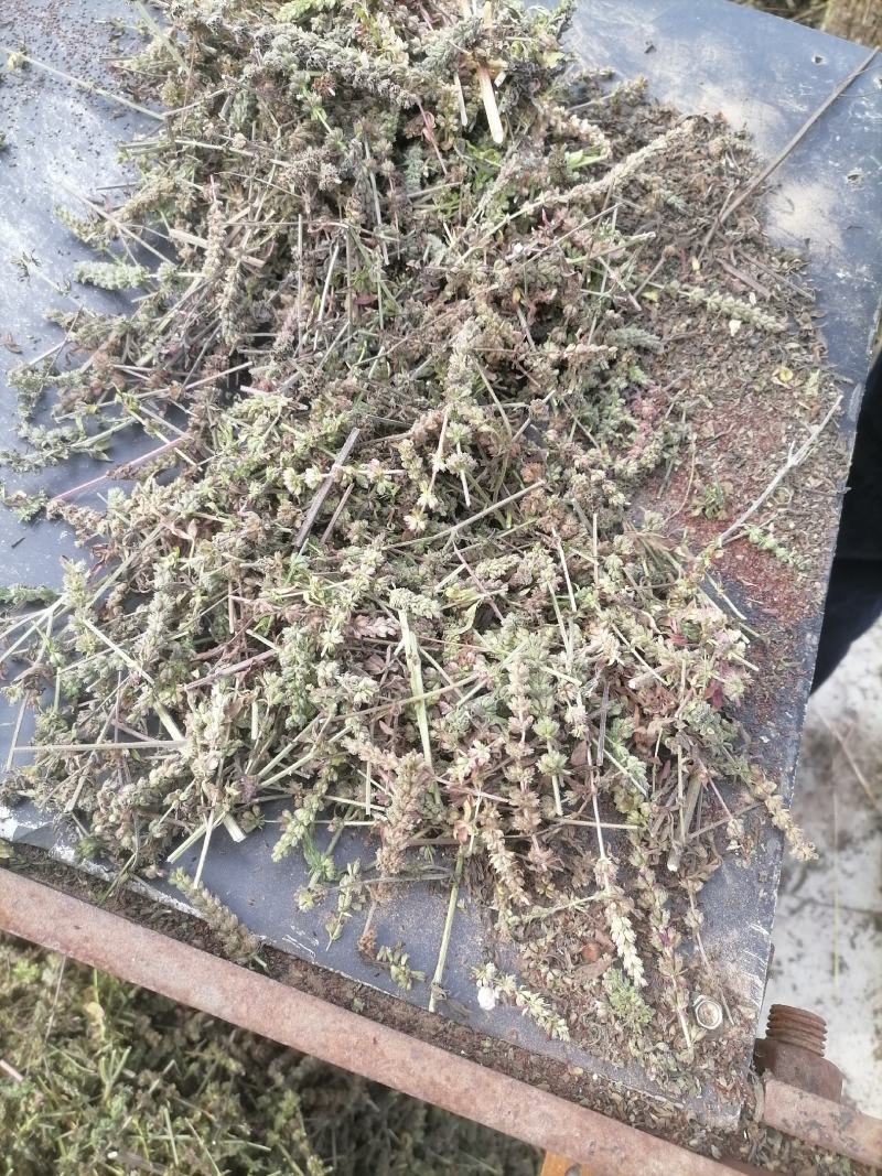 荆芥咀荆芥荆芥穗荆芥大全荆芥砠全荆芥荆芥穗