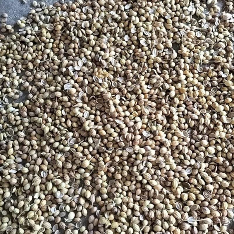 香菜籽（芫荽籽）基础香辛料