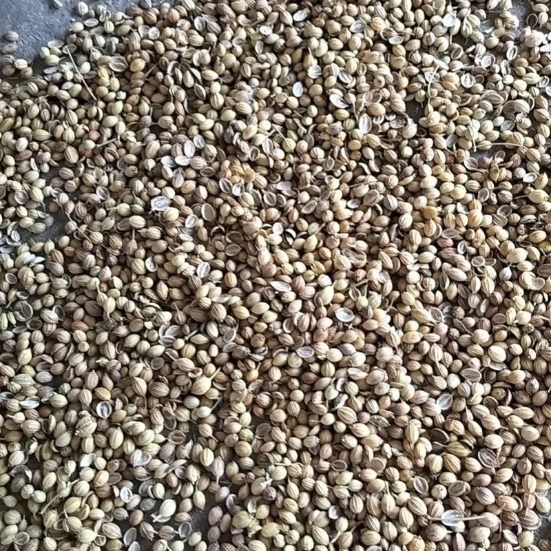 香菜籽（芫荽籽）基础香辛料