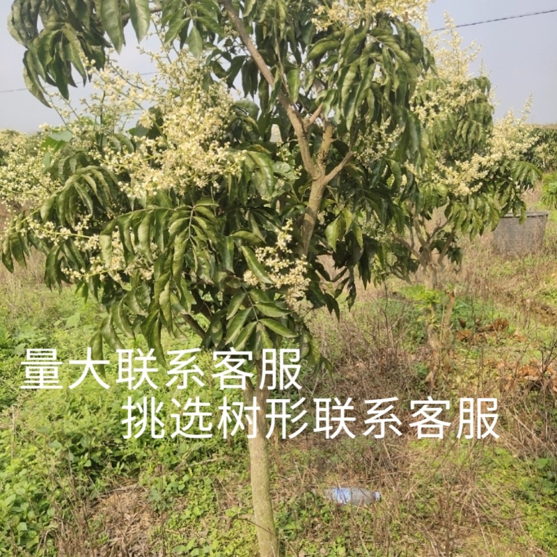 郁南优质大无核黄皮果树苗鸡心黄苗