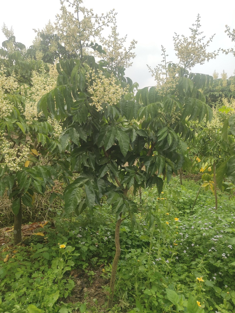 郁南优质大无核黄皮果树苗鸡心黄苗
