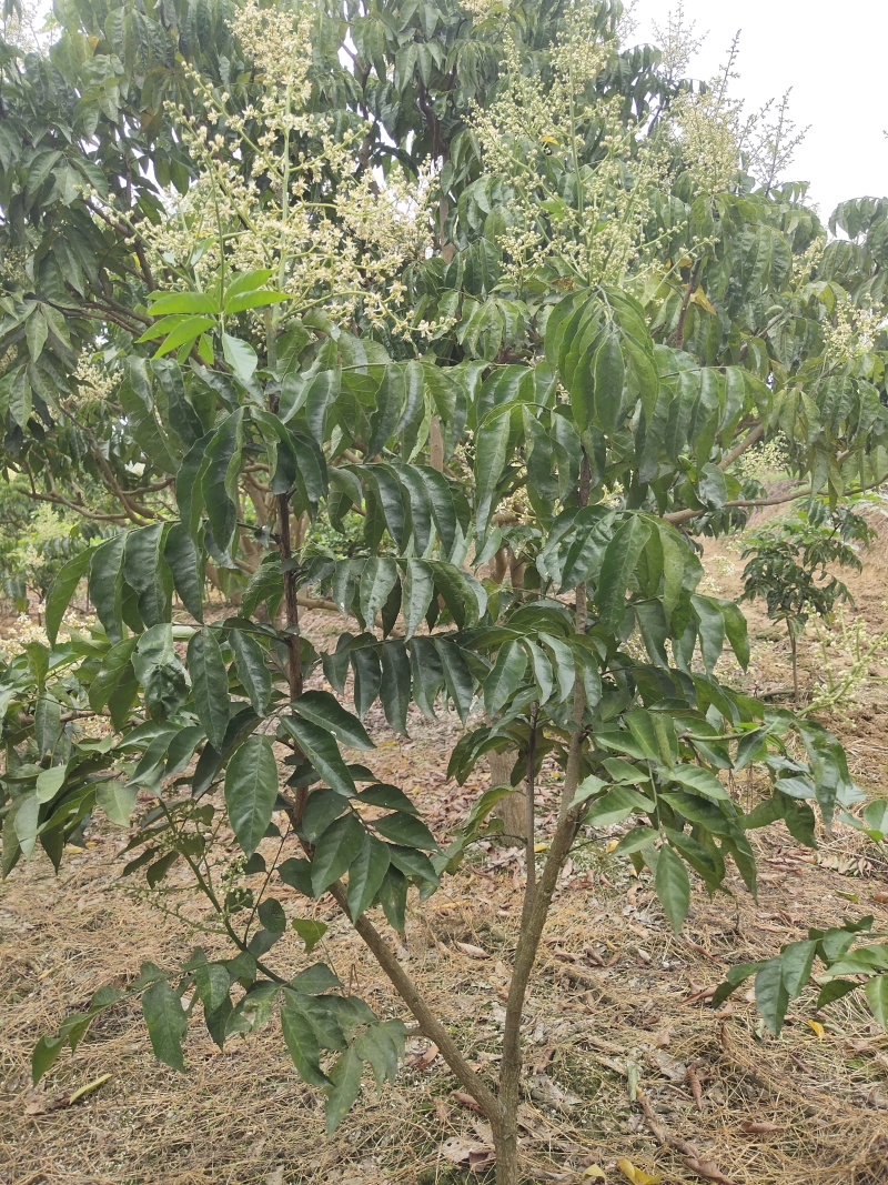 郁南优质大无核黄皮果树苗鸡心黄苗