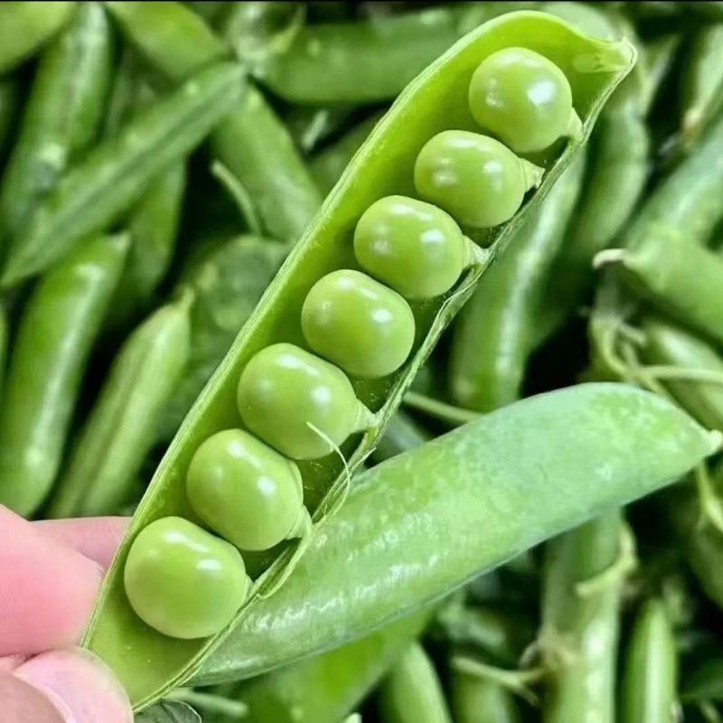 基地新鲜豌豆荚长寿仁豌豆角中青豆嫩豌豆米甜豌豆粒弯豆尖