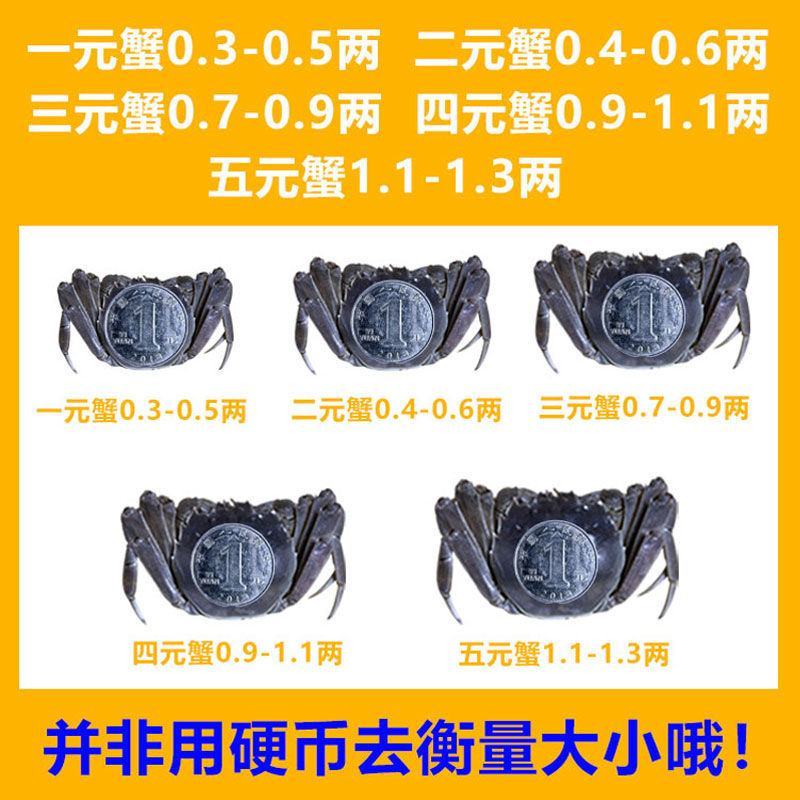 现货小螃蟹活的大闸蟹鲜活全公母一二三元蟹老头蟹香辣蟹河蟹