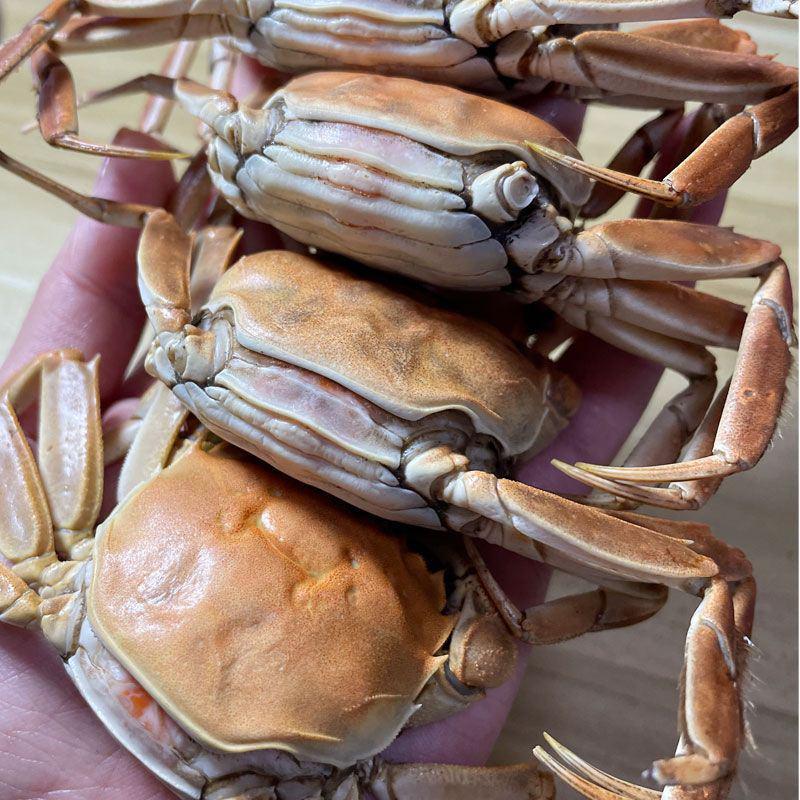 现货小螃蟹活的大闸蟹鲜活全公母一二三元蟹老头蟹香辣蟹河蟹