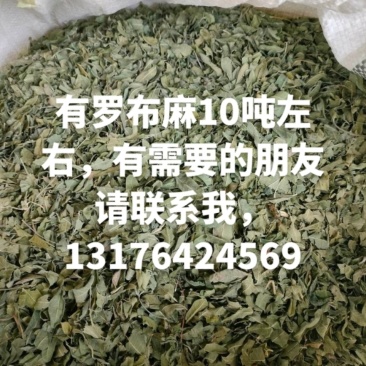 罗布麻