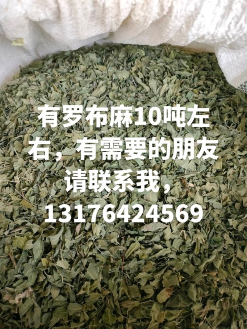 罗布麻