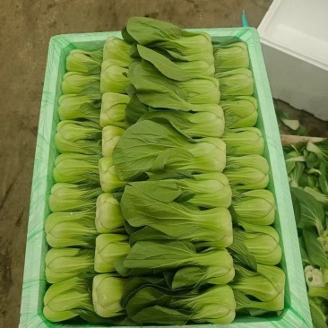 上海青