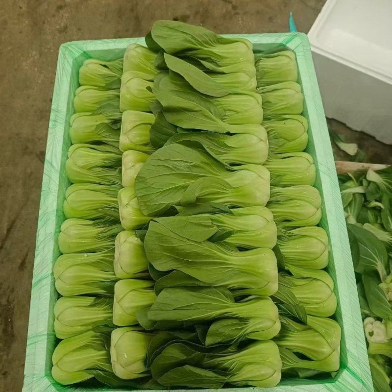 上海青
