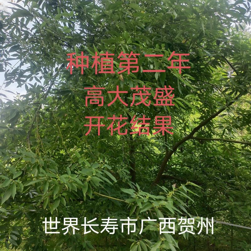 改良高产抗逆木姜子山苍子山胡椒苗(种植第二年挂果)