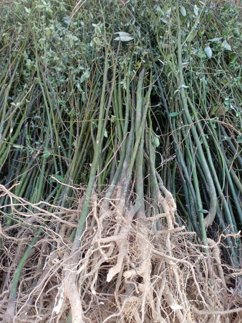 改良高产抗逆木姜子山苍子山胡椒苗(种植第二年挂果)