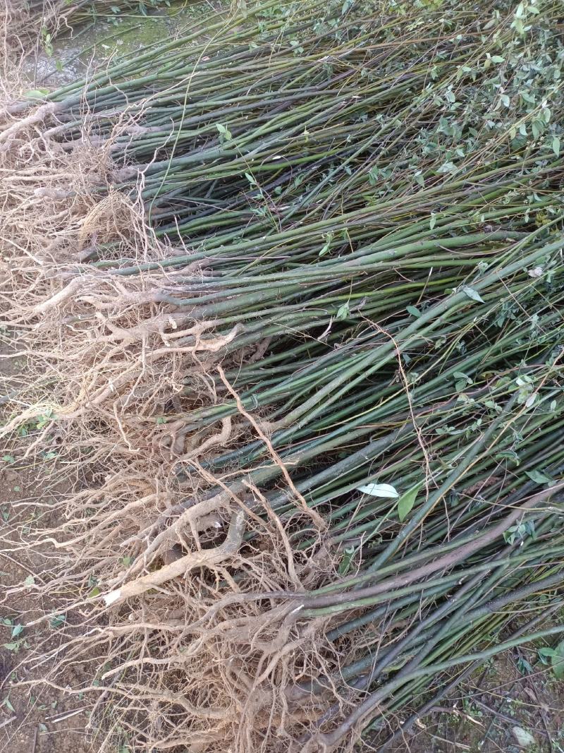 改良高产抗逆木姜子山苍子山胡椒苗(种植第二年挂果)