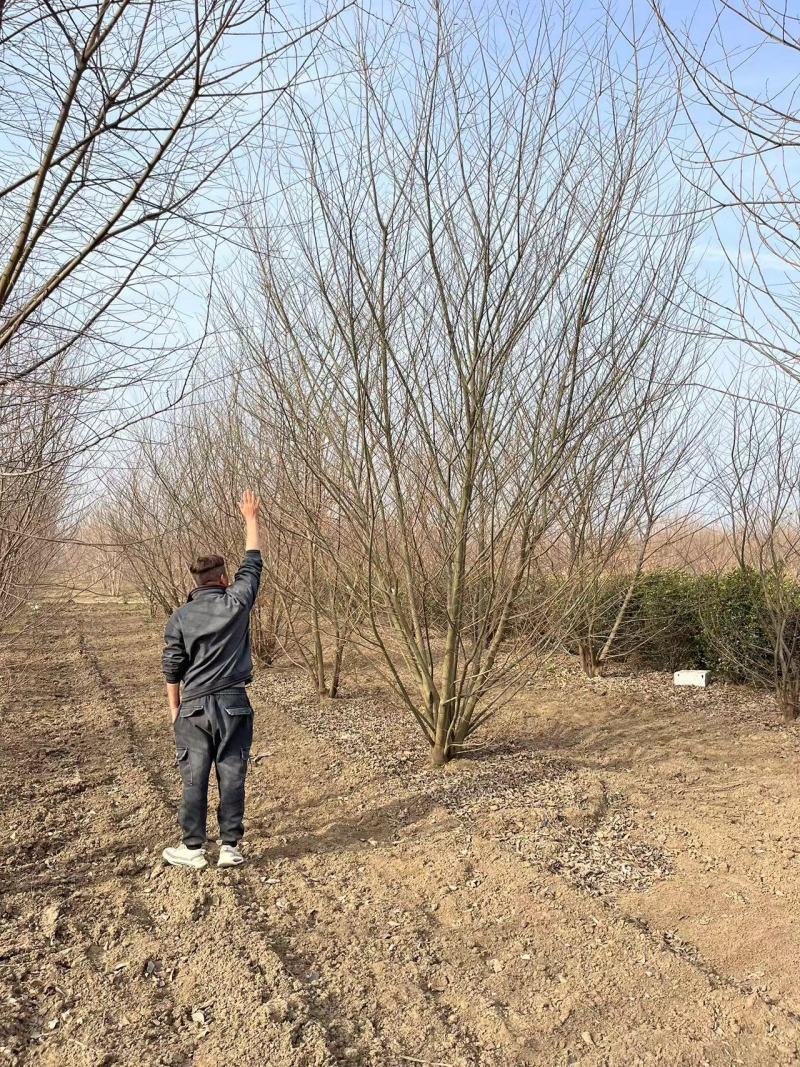 独本丛生朴树