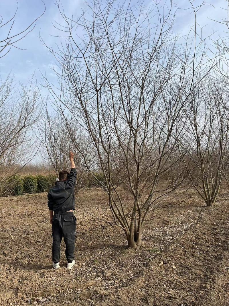 独本丛生朴树