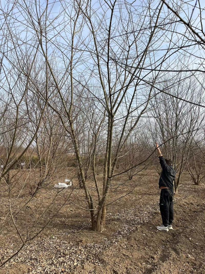独本丛生朴树