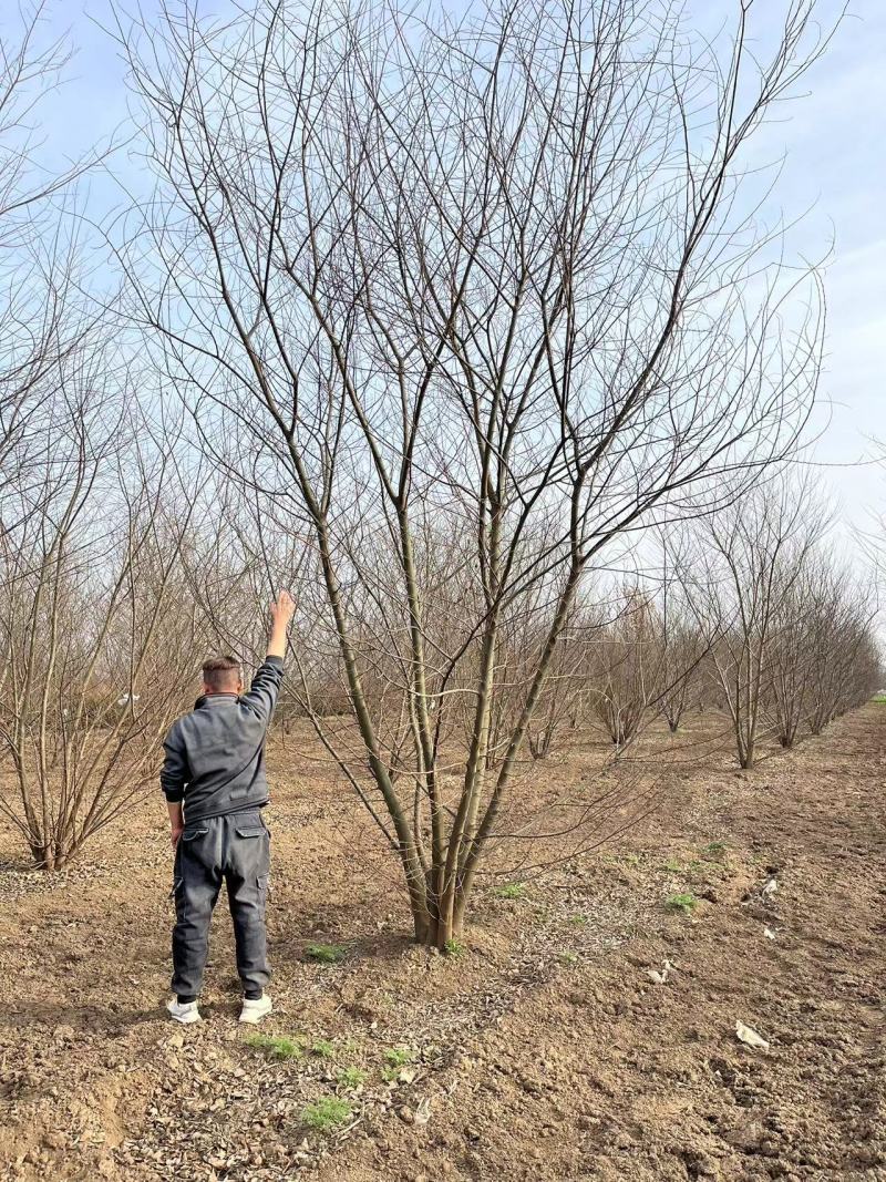 独本丛生朴树