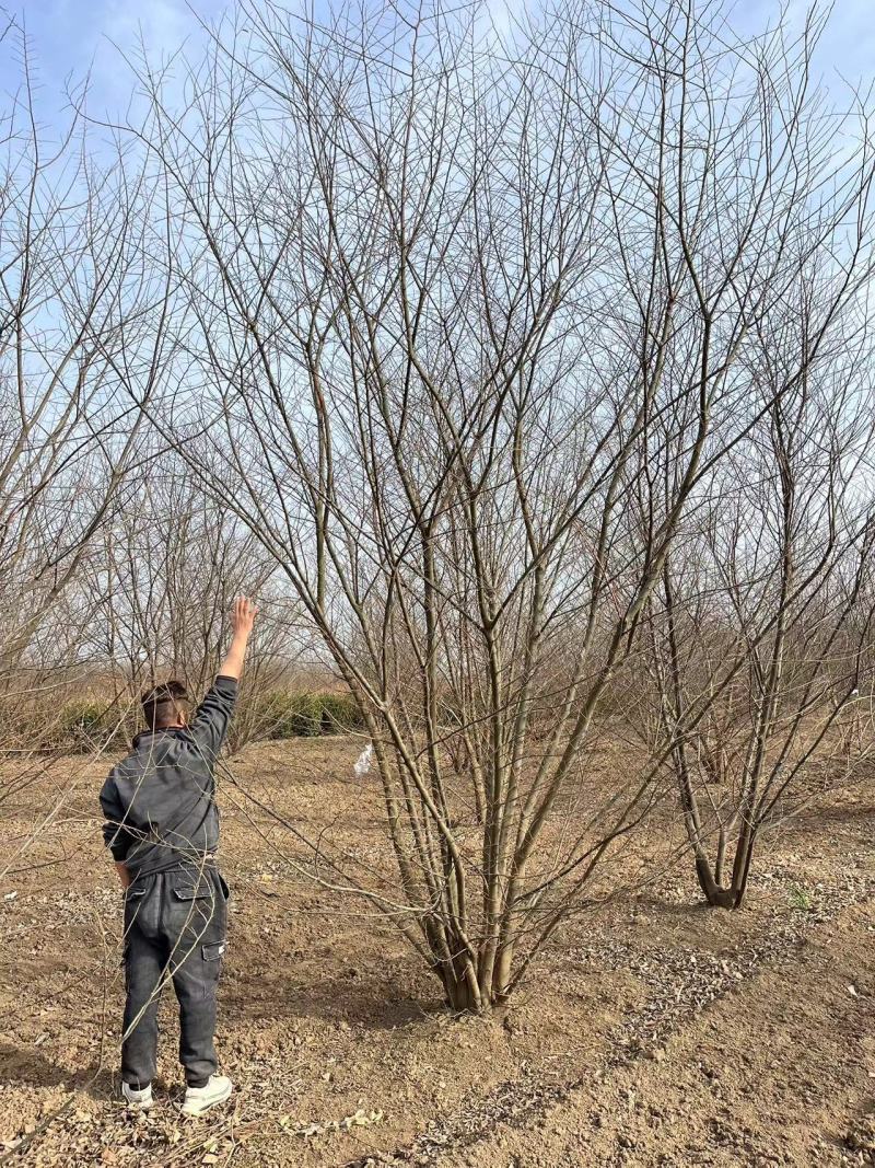 独本丛生朴树
