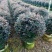 大量供应红花继木球60至1.5米出售，质量优质欢迎来电