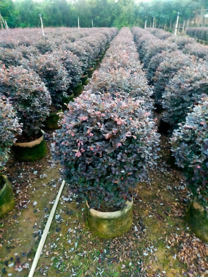 大量供应红花继木球60至1.5米出售，质量优质欢迎来电