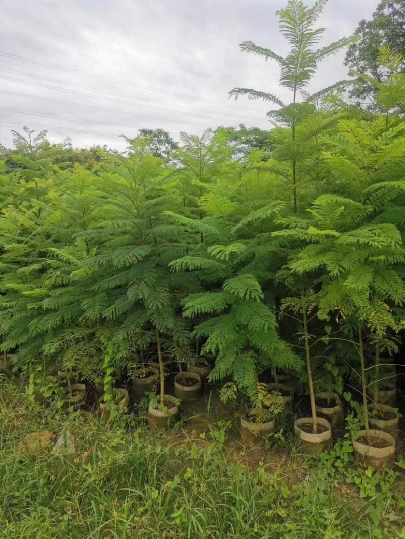 蓝花楹原生苗白布袋基地直销规格齐全欢迎来电咨询合作