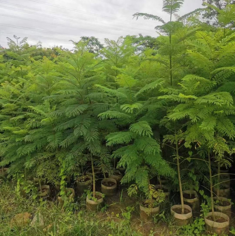 蓝花楹原生苗白布袋基地直销规格齐全欢迎来电咨询合作