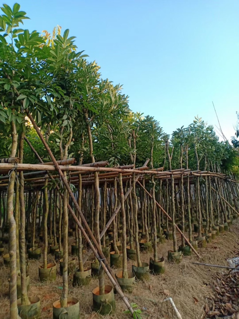 复绿海南红豆5～15公分基地直销规格齐全欢迎老板来电
